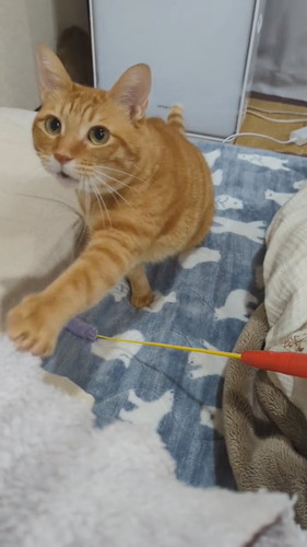 おねだりどんくさくん