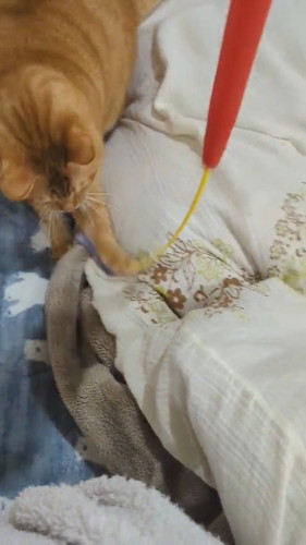 おねだりどんくさくん