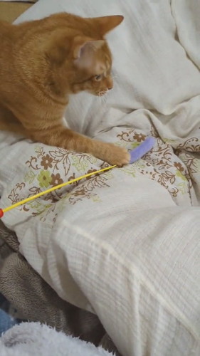 おねだりどんくさくん