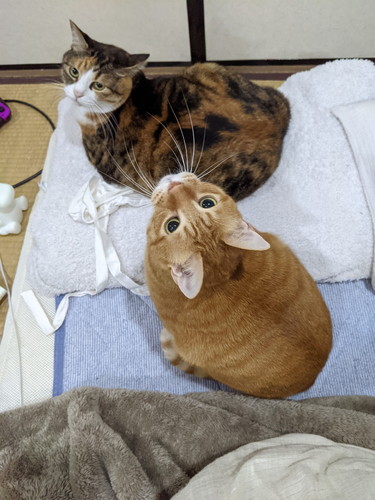 どんくさくんとちまきちゃん