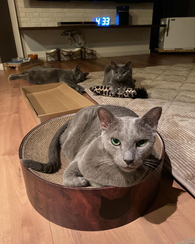 ネコちゃんたち