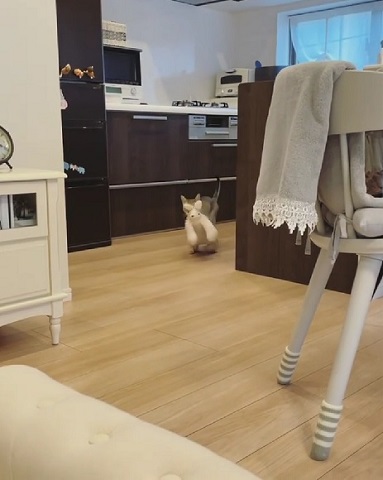 ぬいぐるみと猫