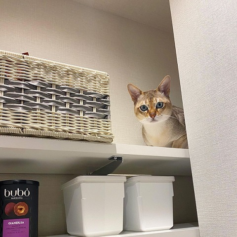 ぬいぐるみと猫