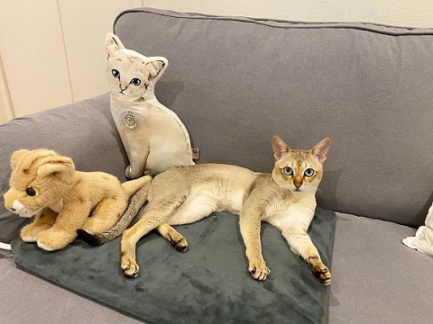 ぬいぐるみと猫