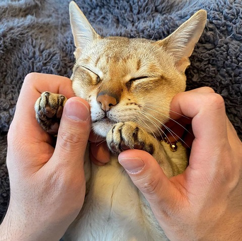 ぬいぐるみと猫