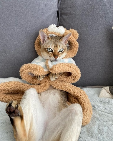 ぬいぐるみと猫