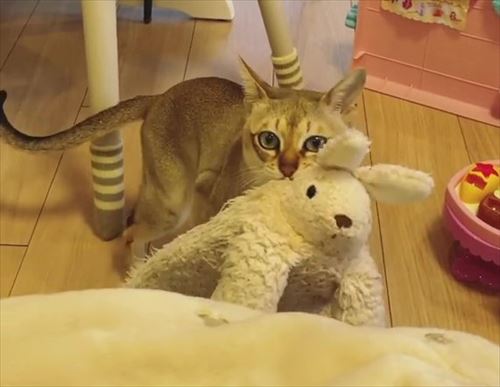 ぬいぐるみと猫