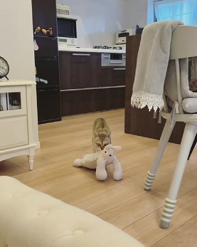 ぬいぐるみと猫