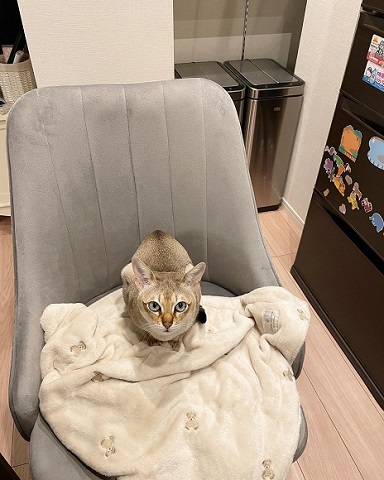 ぬいぐるみと猫