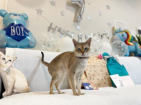 ぬいぐるみと猫