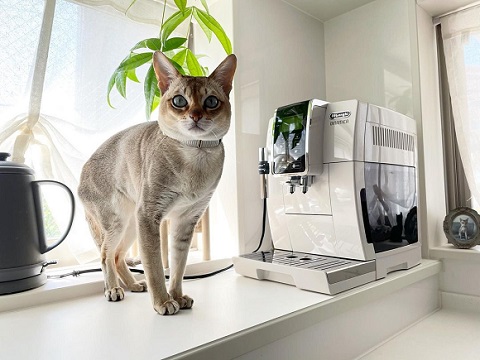 ぬいぐるみと猫