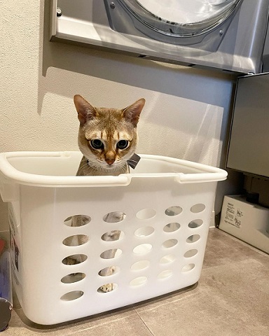 ぬいぐるみと猫