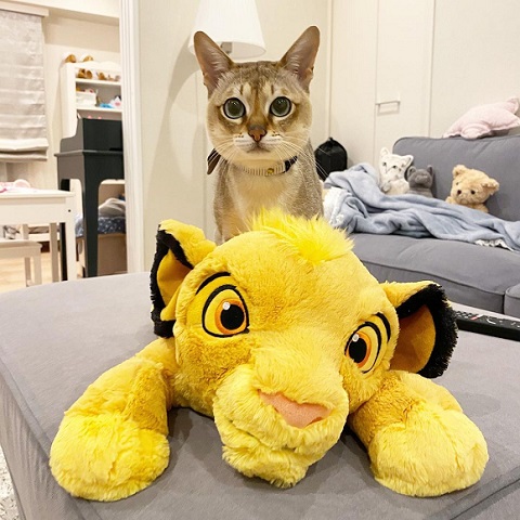 ぬいぐるみと猫