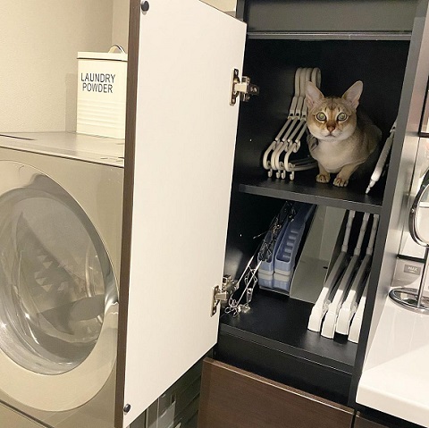 ぬいぐるみと猫