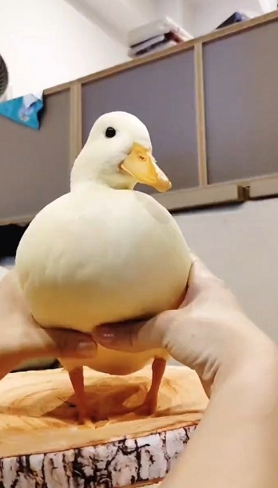 コールダックのモチモチ体操