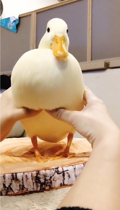 コールダックのモチモチ体操