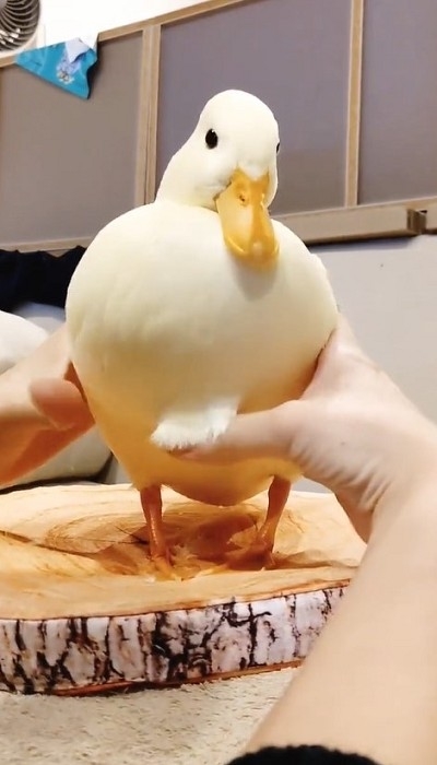 コールダックのモチモチ体操