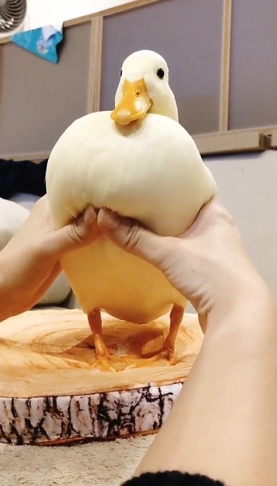 コールダックのモチモチ体操