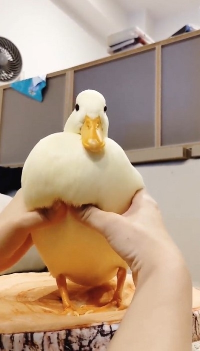 コールダックのモチモチ体操