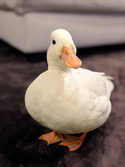 コールダックのモチモチ体操