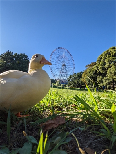 コールダックのモチモチ体操
