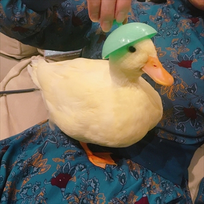 コールダックのモチモチ体操