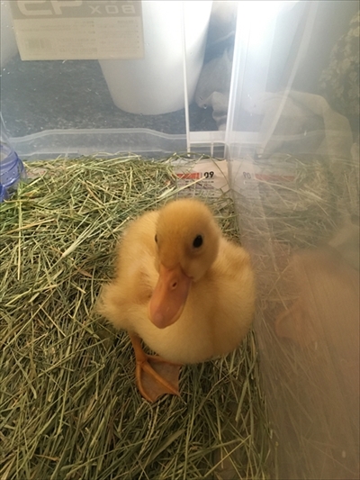 コールダックのモチモチ体操