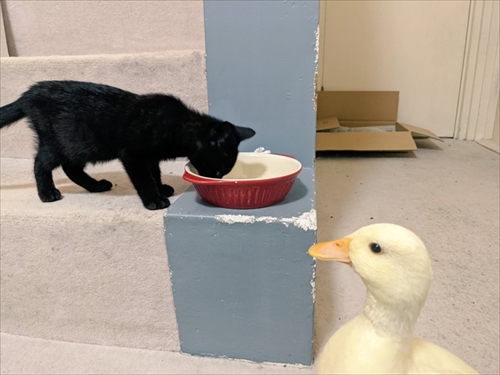 コールダックのモチモチ体操