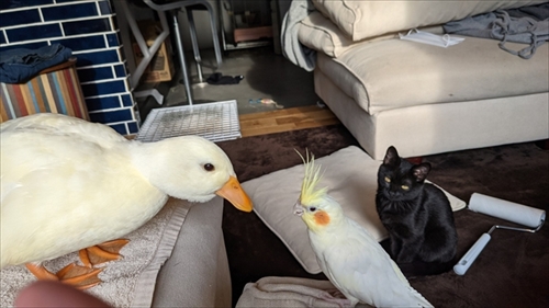 コールダックのモチモチ体操