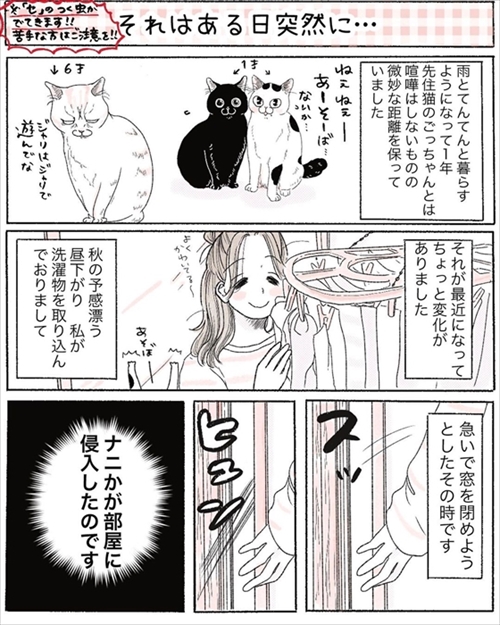 本物の猫じゃらしに興奮する猫ちゃん