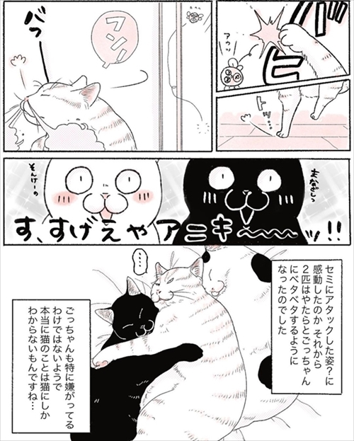 本物の猫じゃらしに興奮する猫ちゃん