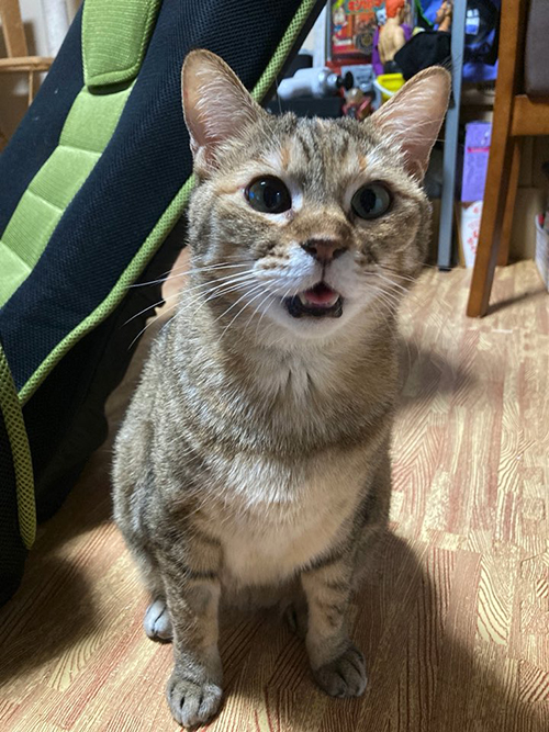 帰宅してもおこなまめ次郎さん