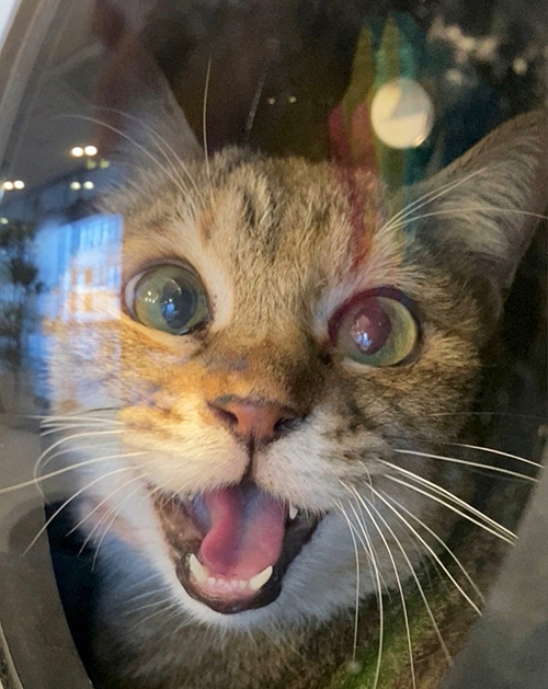 だましやがったなまめ次郎トリミング