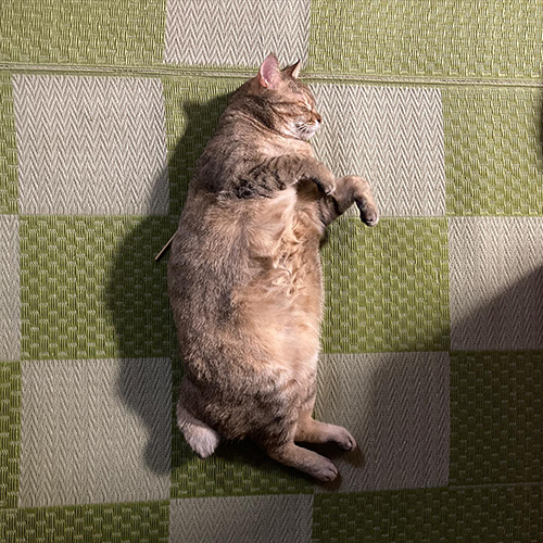 落ちてるまめ次郎さん