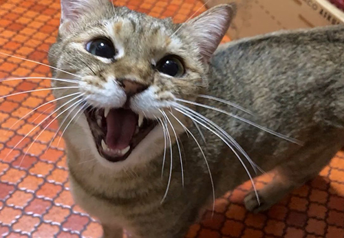 ごはん欲しいまめ次郎さん