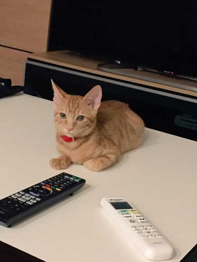 あざとかわいい 猫彼氏 沼 イケメン カップル 猫 髪なめ