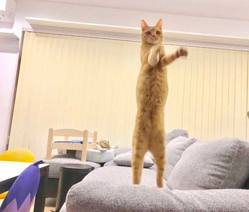 あざとかわいい 猫彼氏 沼 イケメン カップル 猫 髪なめ