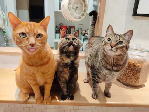 あざとかわいい 猫彼氏 沼 イケメン カップル 猫 髪なめ