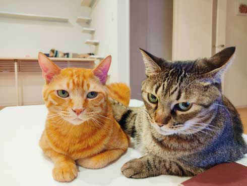 あざとかわいい 猫彼氏 沼 イケメン カップル 猫 髪なめ