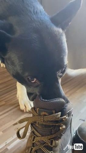 「Dog Likes the Smell of Boots || ViralHog」