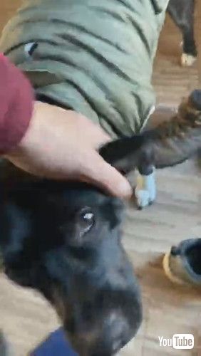 「Dog Likes the Smell of Boots || ViralHog」