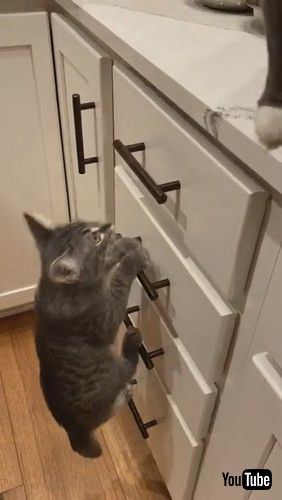 「Kitten Climbs Ladder to Counter || ViralHog」