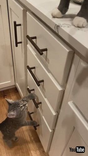 「Kitten Climbs Ladder to Counter || ViralHog」