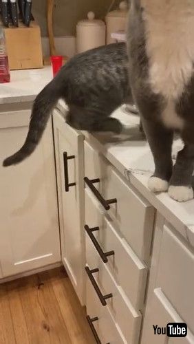 「Kitten Climbs Ladder to Counter || ViralHog」