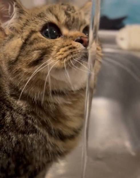 猫 マンチカン チョパえもん 水飲み修行