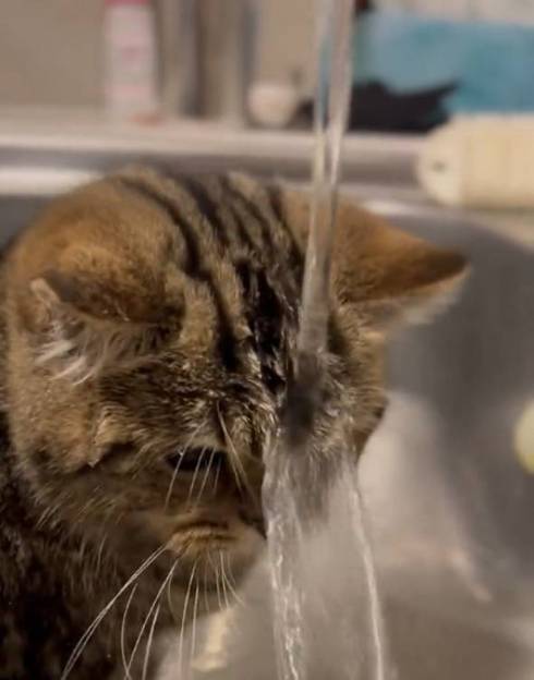 猫 マンチカン チョパえもん 水飲み修行