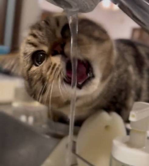 猫 マンチカン チョパえもん 水飲み修行