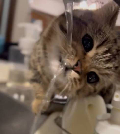 猫 マンチカン チョパえもん 水飲み修行