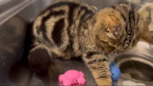 猫 マンチカン チョパえもん 水飲み修行