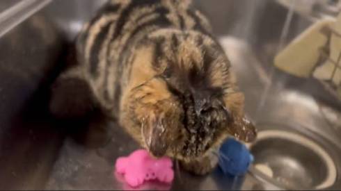 猫 マンチカン チョパえもん 水飲み修行